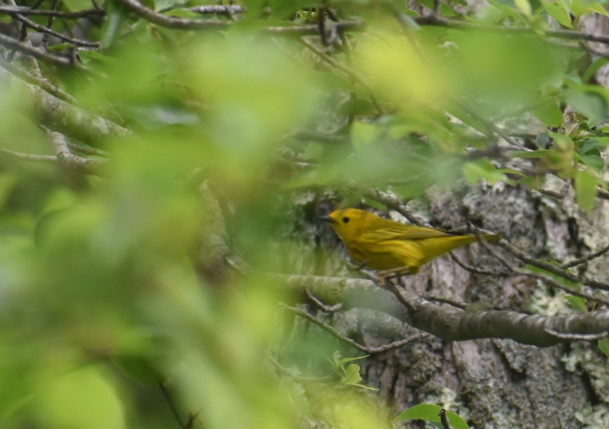 Yellow Warbler (Northern) - ML637984391