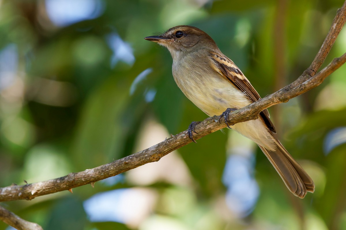 Fuscous Flycatcher - ML637984405