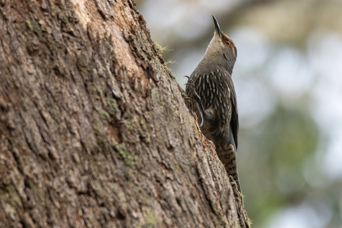 Red-browed Treecreeper - ML637984413