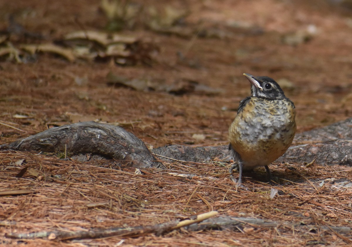 American Robin - ML637984471