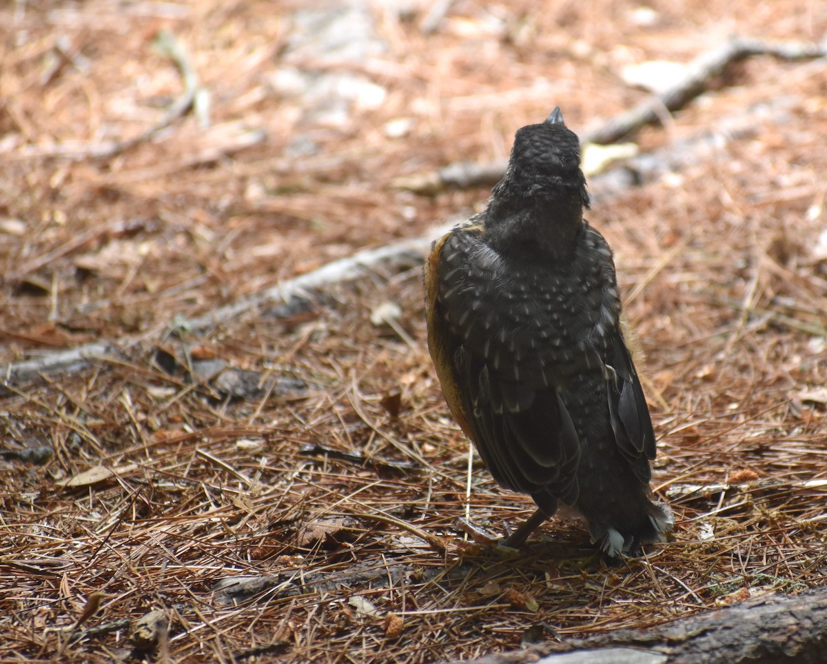 American Robin - ML637984474