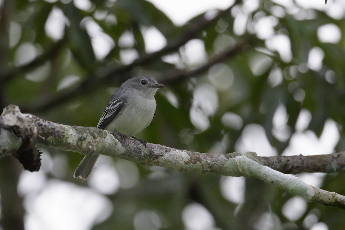 Amazonian Elaenia - ML637984527