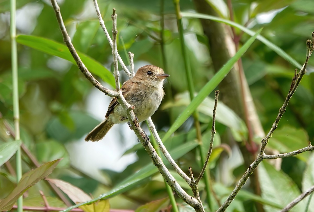 Bran-colored Flycatcher - ML637984649