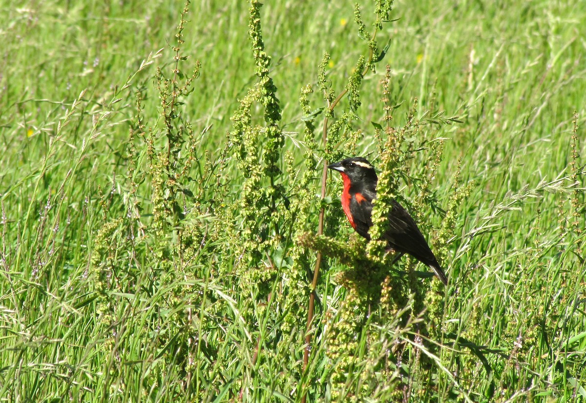 White-browed Meadowlark - ML637984652