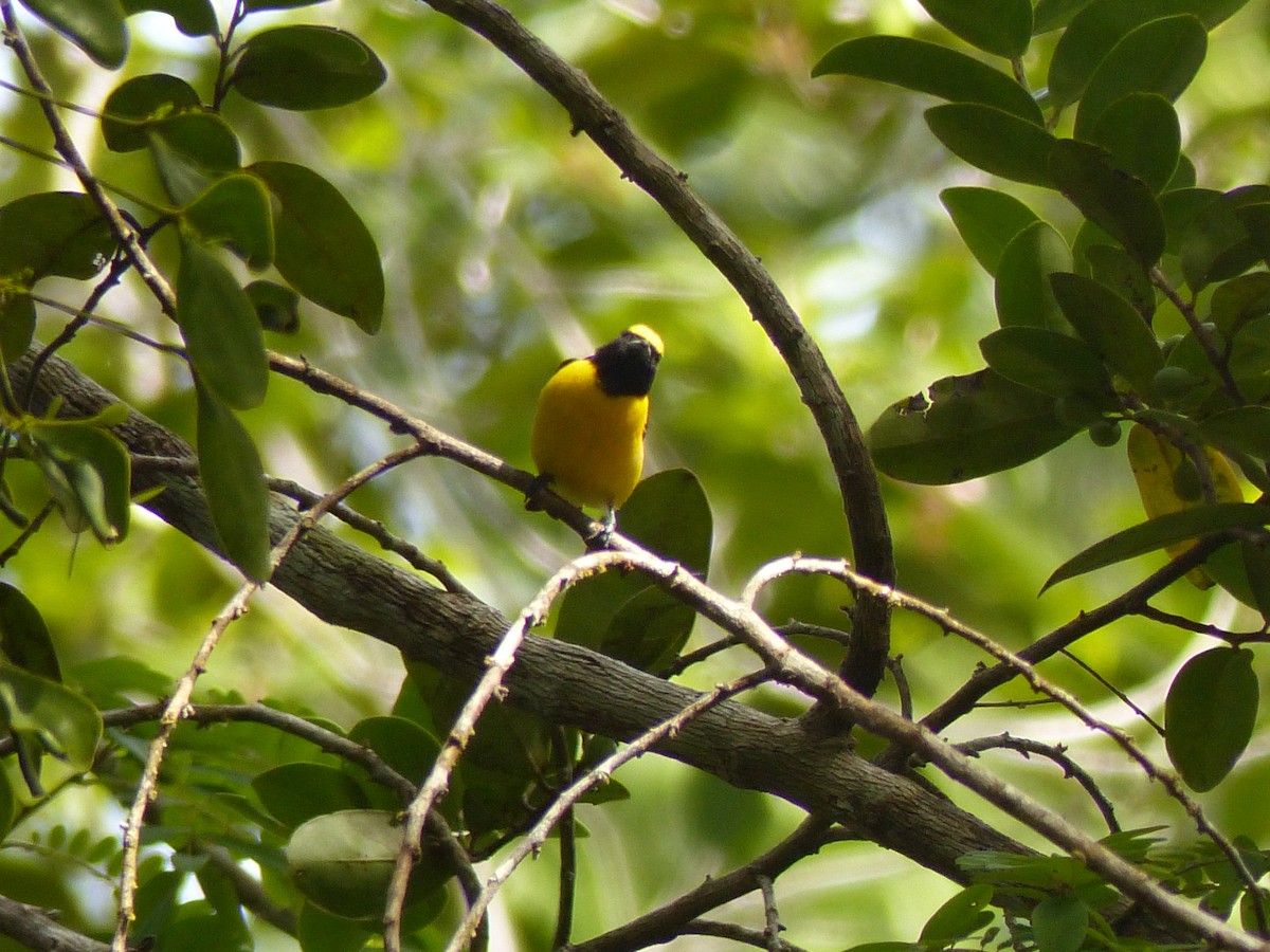 Purple-throated Euphonia - ML637984680