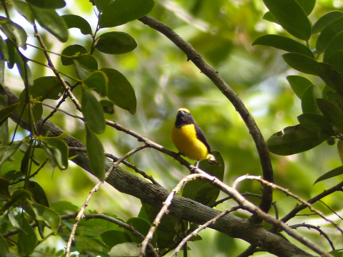 Purple-throated Euphonia - ML637984681