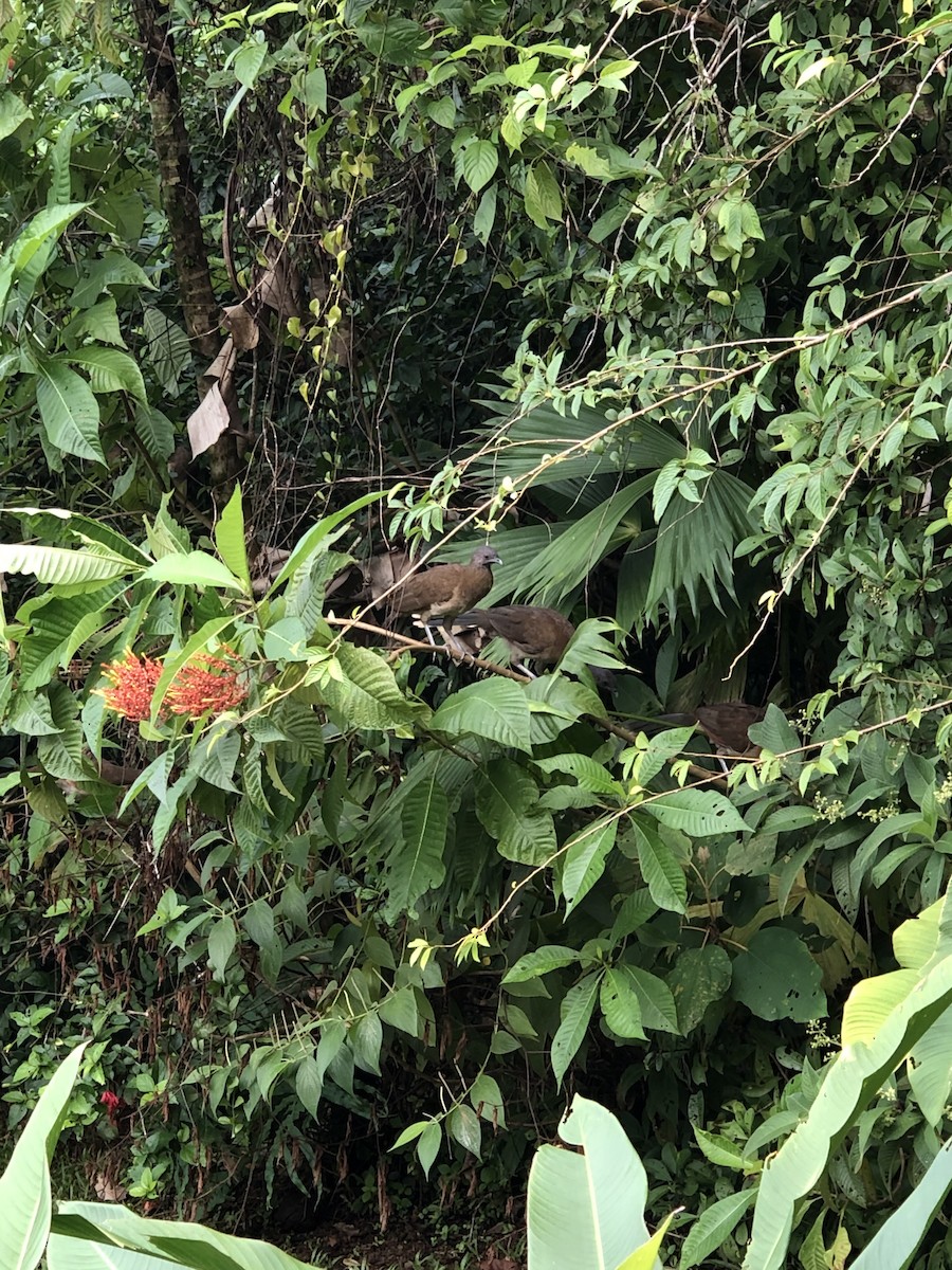 Gray-headed Chachalaca - ML637984682