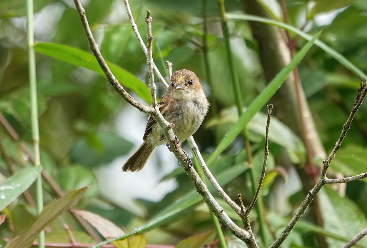Bran-colored Flycatcher - ML637984702