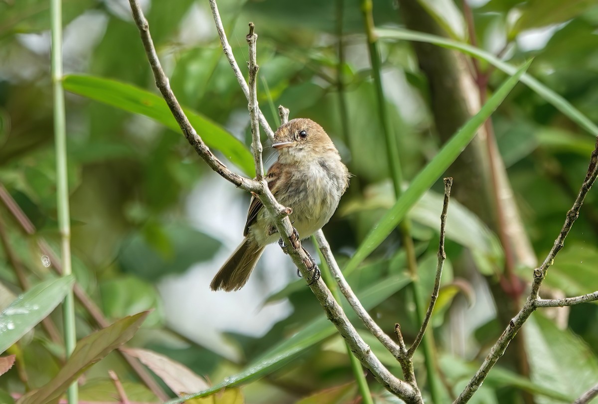 Bran-colored Flycatcher - ML637984723