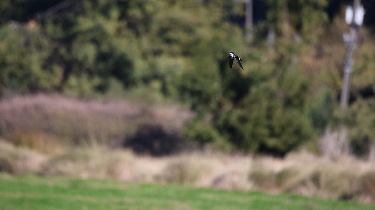 Chilean Swallow - ML637984798