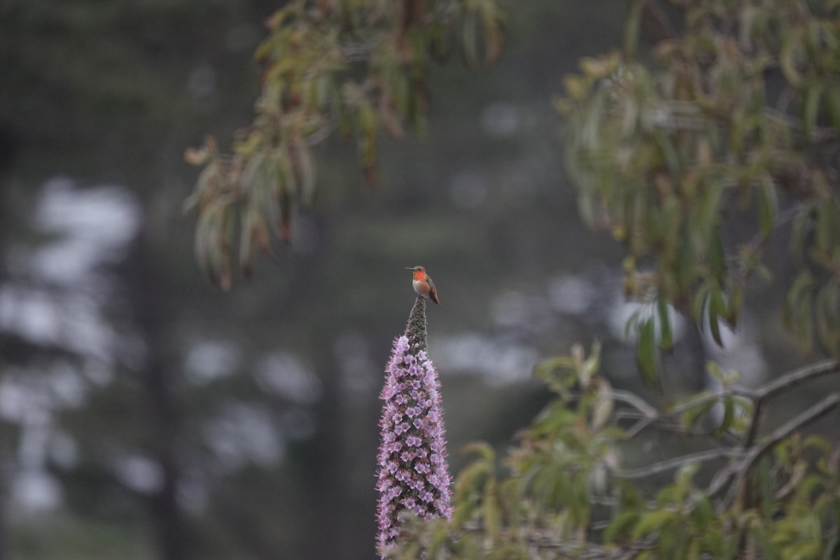 Allen's Hummingbird - ML637984805