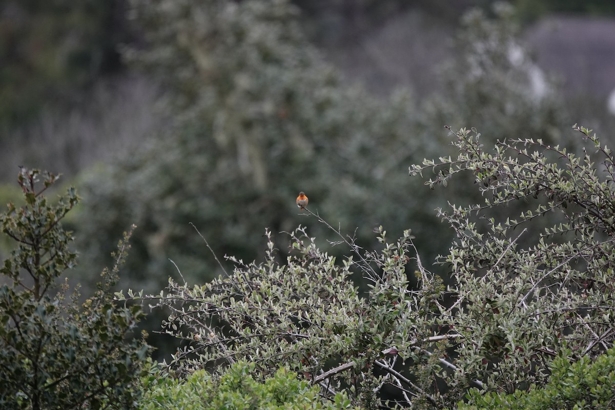 Allen's Hummingbird - ML637984838
