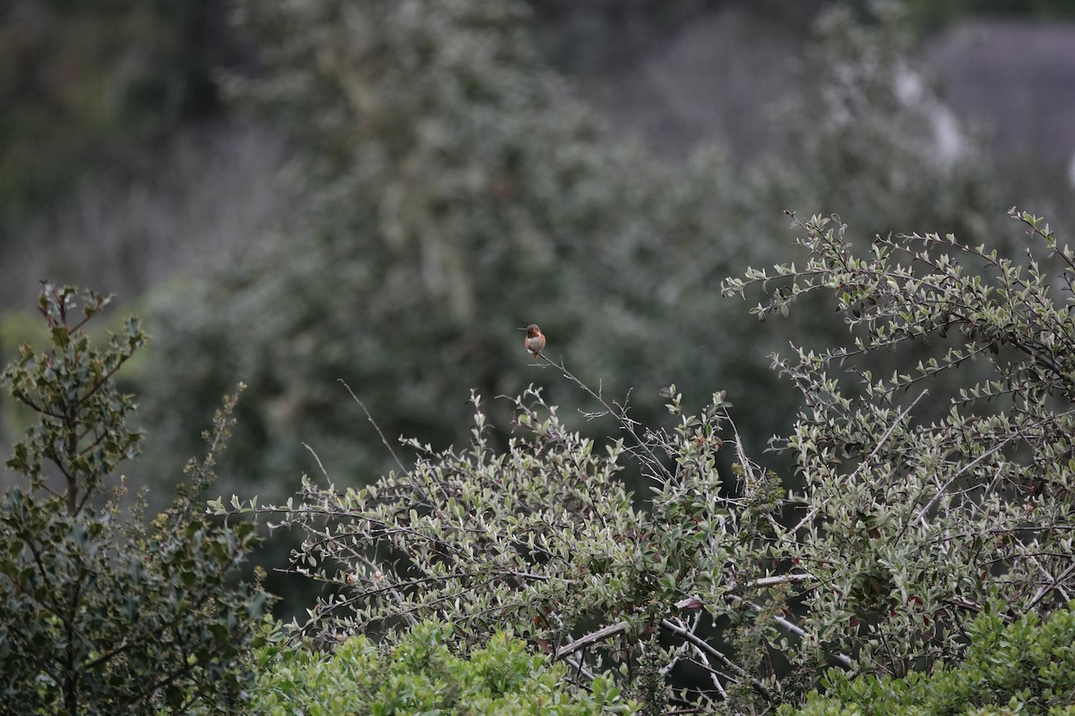 Allen's Hummingbird - ML637984839