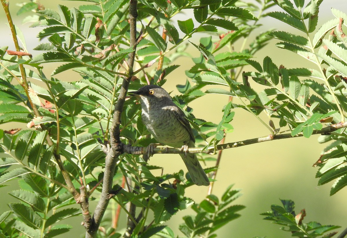 Barred Warbler - ML637984840