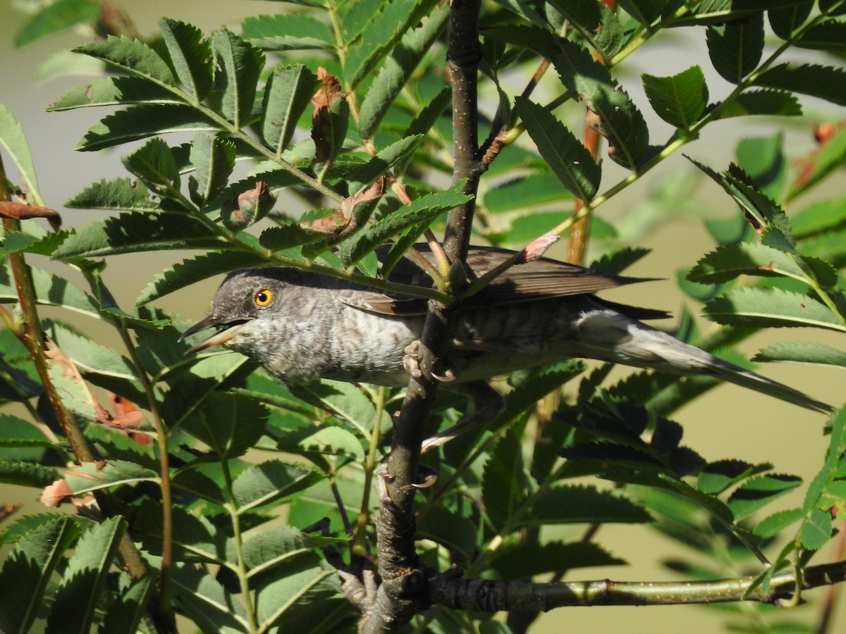 Barred Warbler - ML637984842