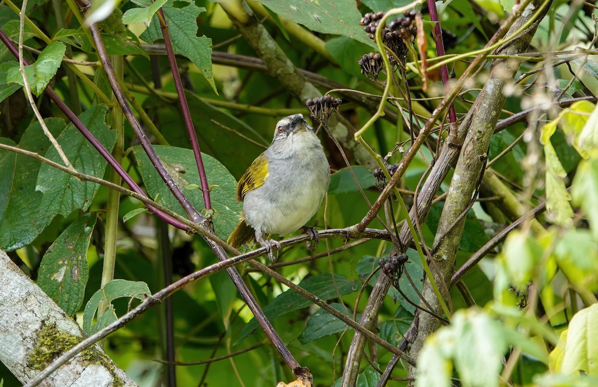 Black-striped Sparrow - ML637984862