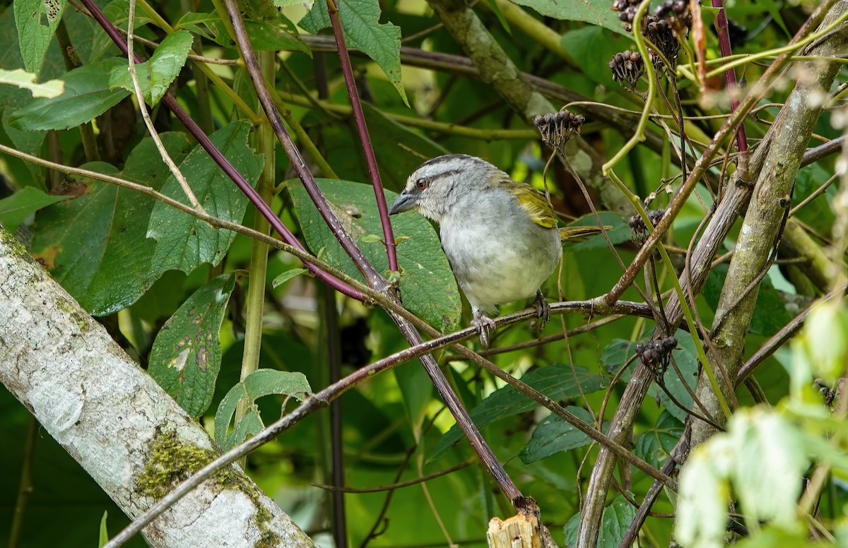 Black-striped Sparrow - ML637984866