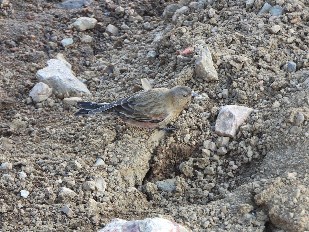 Brown-capped Rosy-Finch - ML637984877