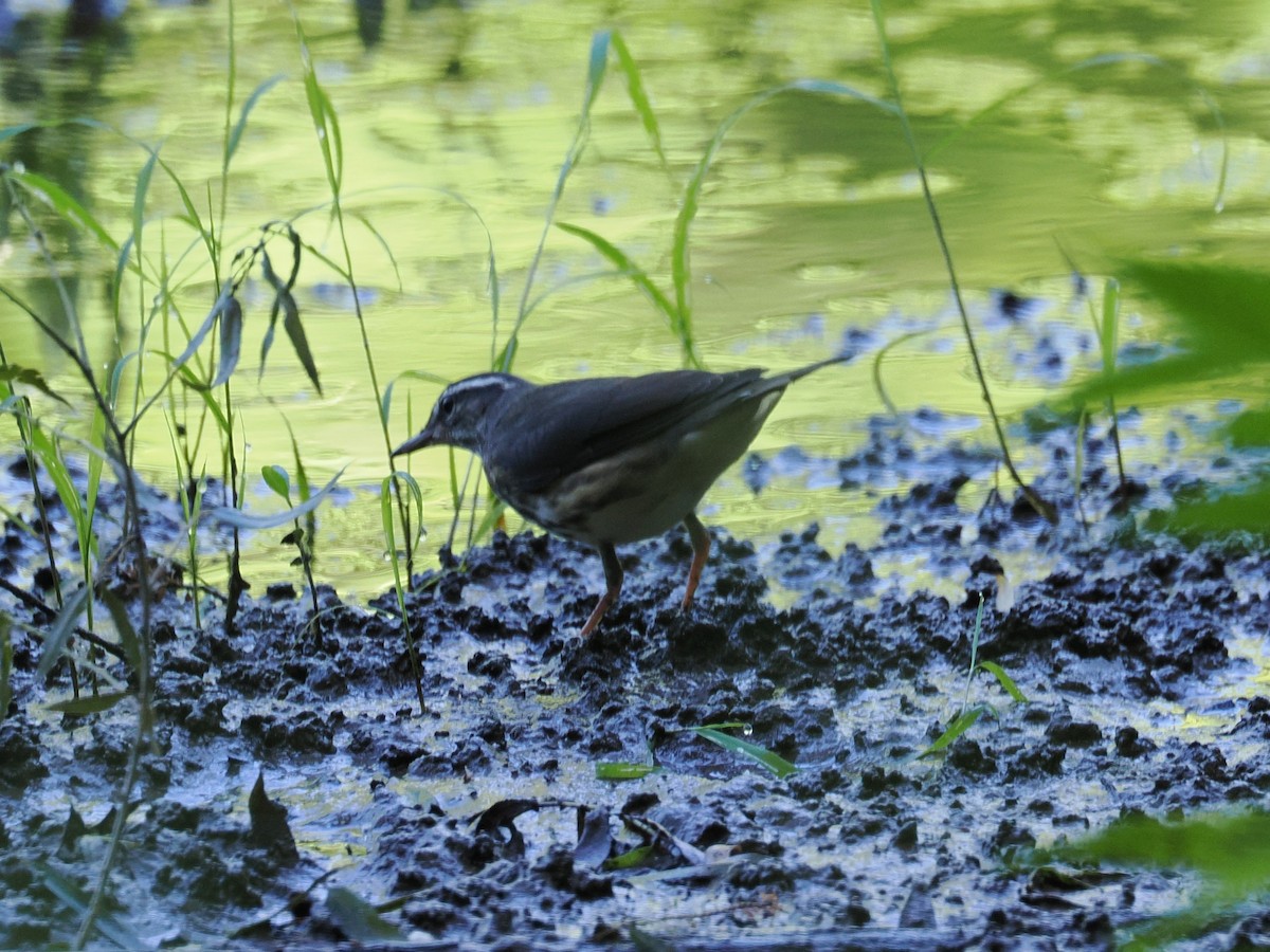 Louisiana Waterthrush - ML637984885