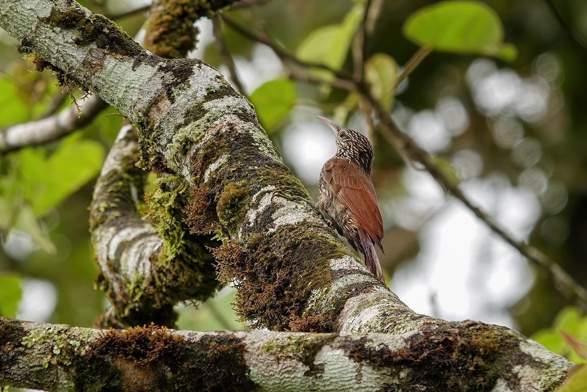 Streak-headed Woodcreeper - ML637984889