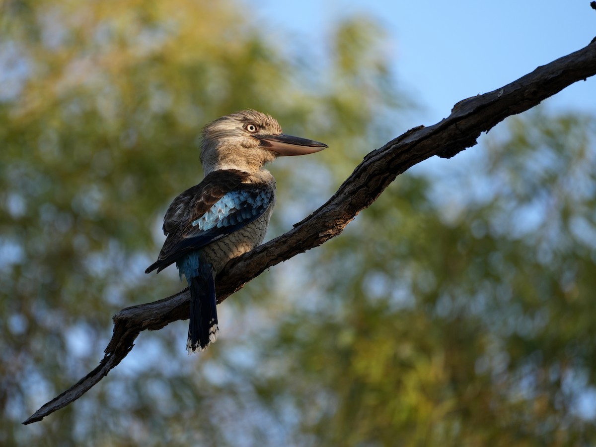 Blue-winged Kookaburra - ML637984893