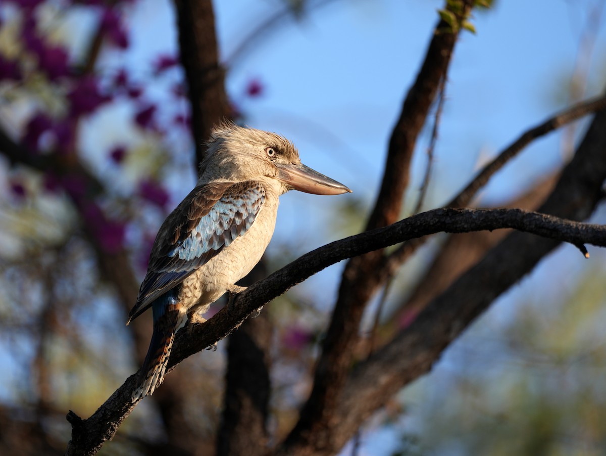 Blue-winged Kookaburra - ML637984894