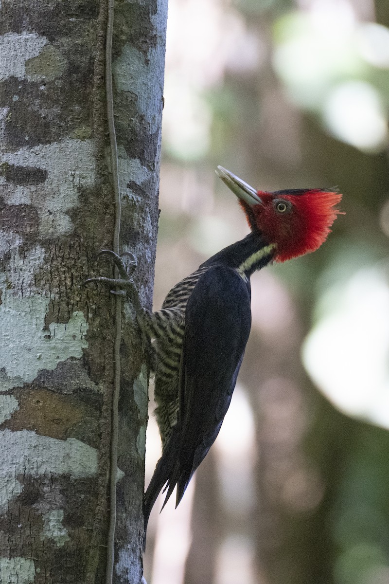 Pale-billed Woodpecker - ML637984957