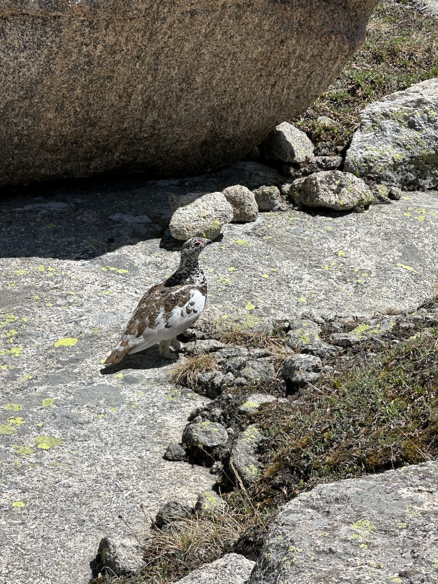 White-tailed Ptarmigan - ML637985045