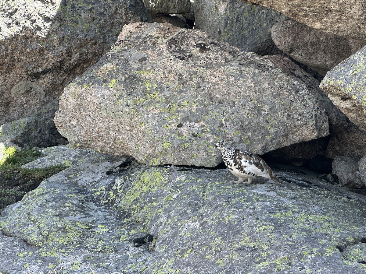 White-tailed Ptarmigan - ML637985046