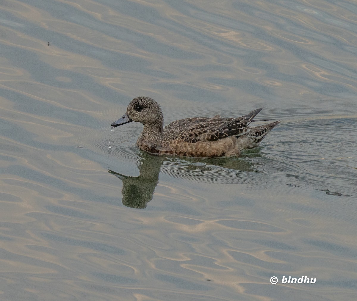 American Wigeon - ML637985198