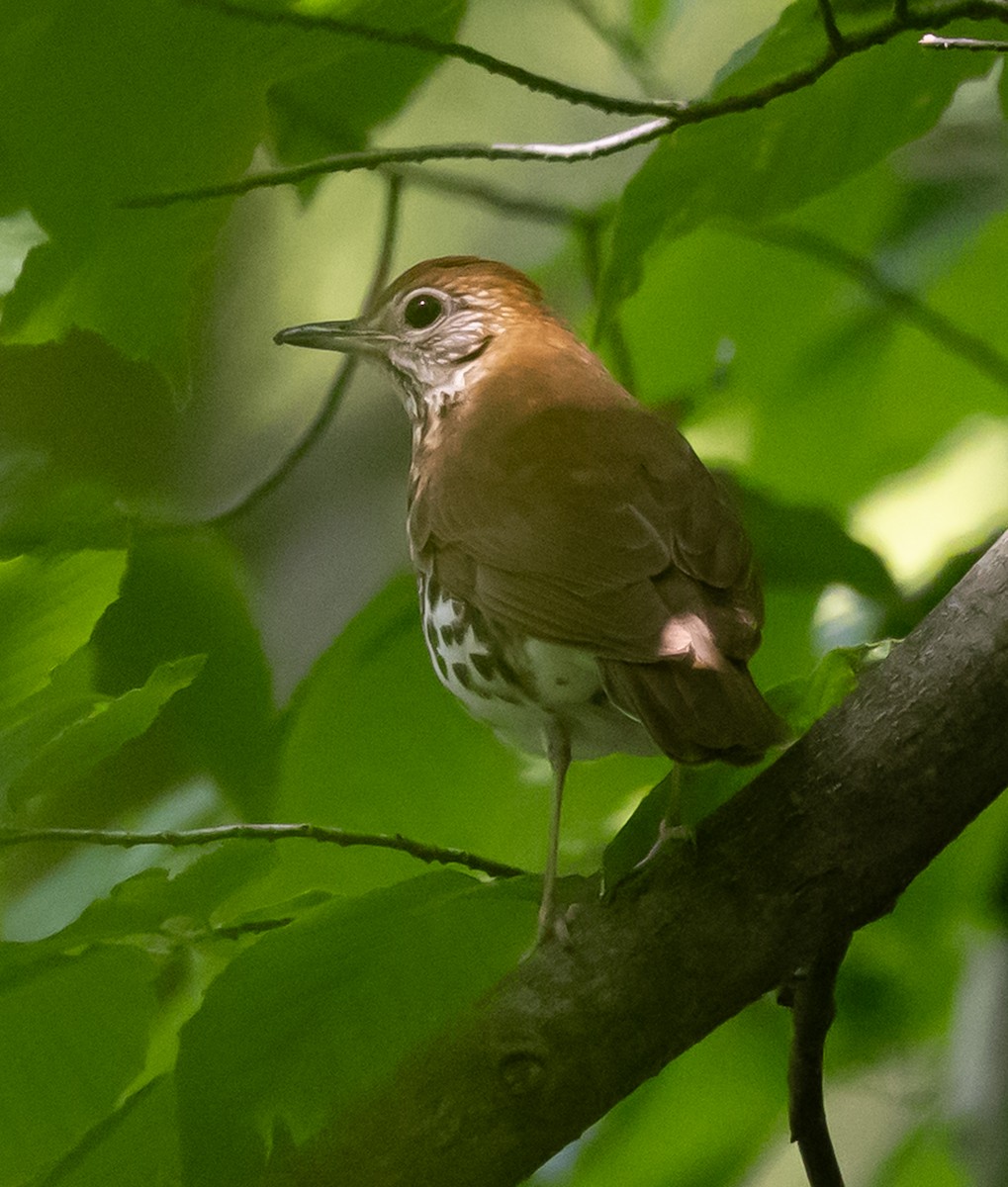 flekkskogtrost - ML637985207