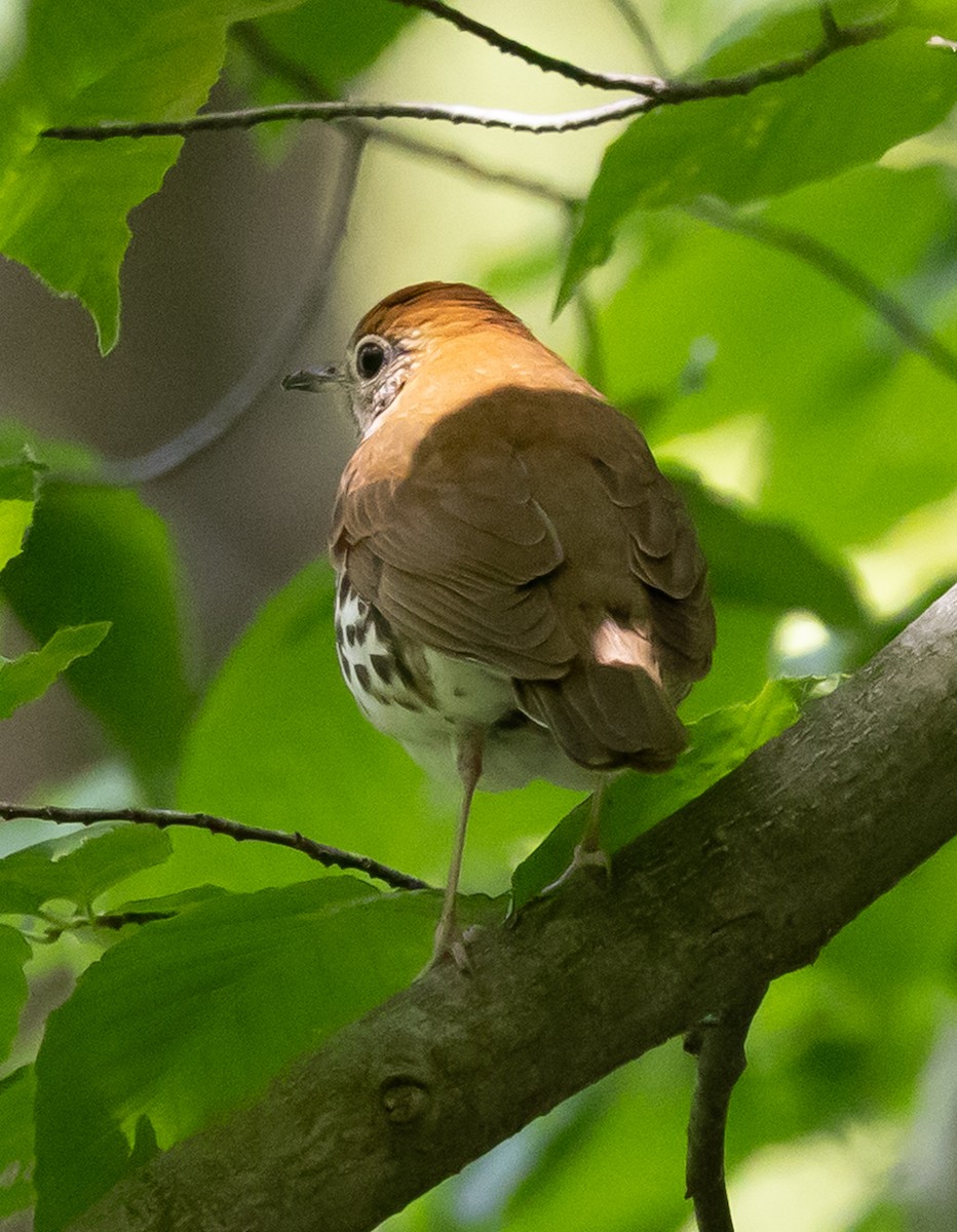 flekkskogtrost - ML637985208