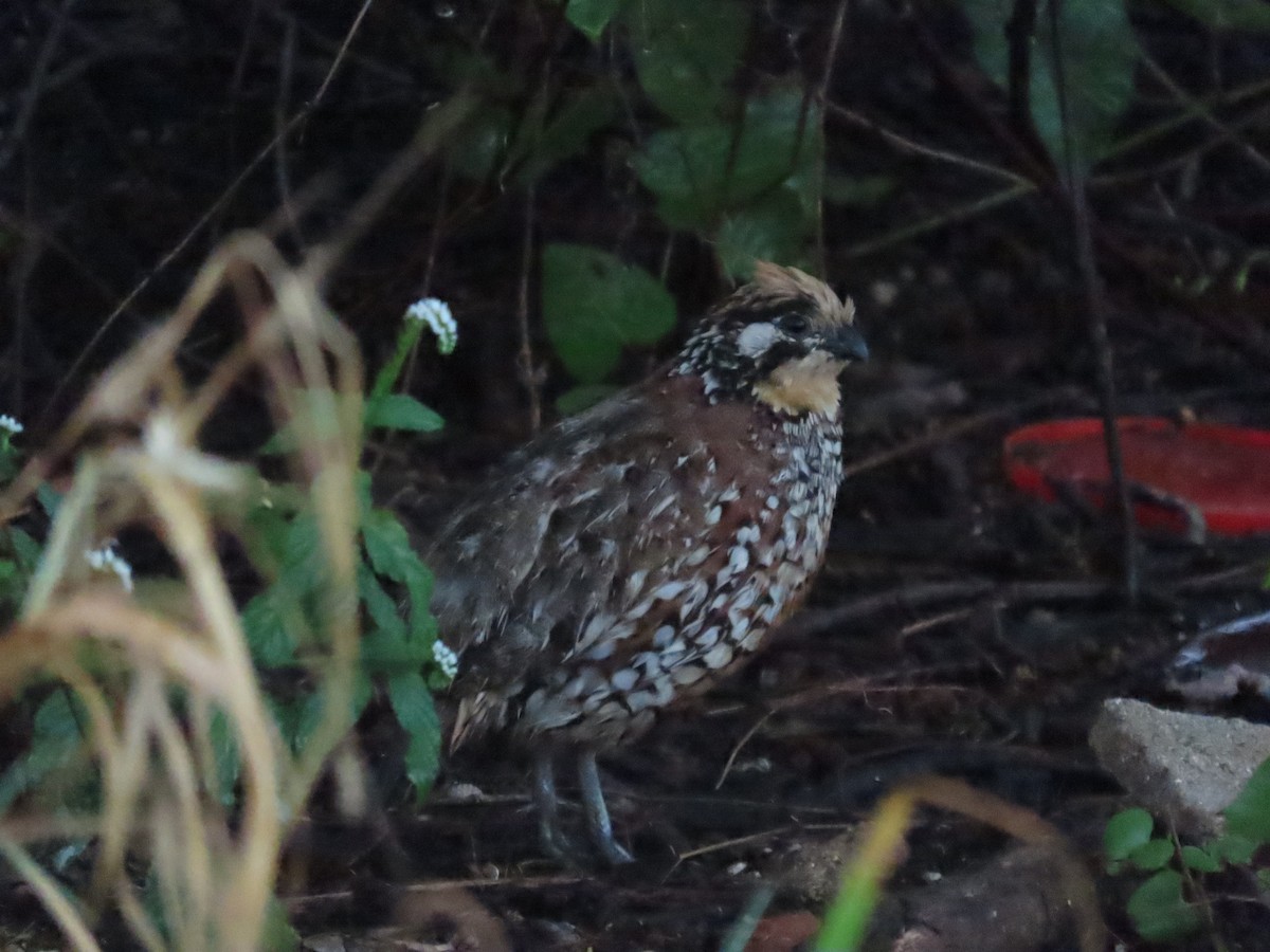 Crested Bobwhite - ML637985231