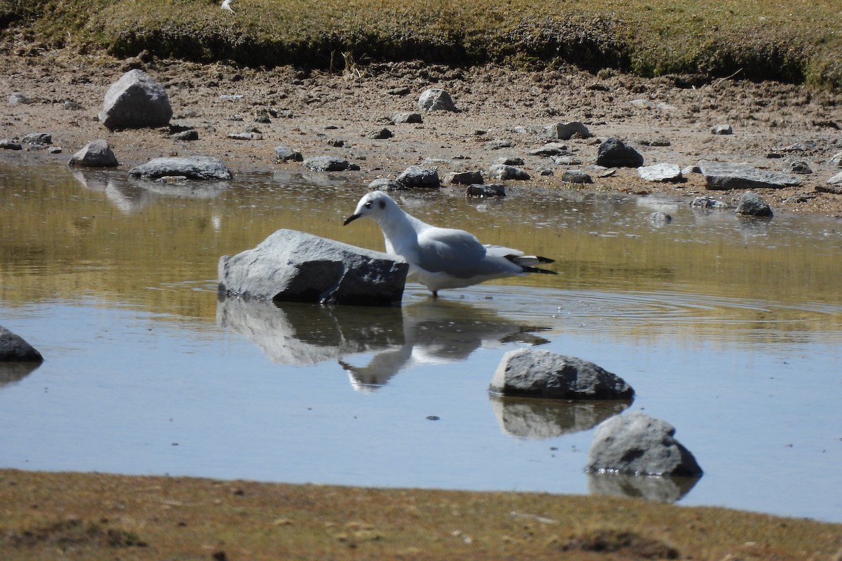 Andean Gull - ML637985244