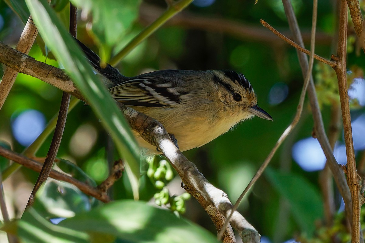 Black-capped Antwren - ML637985252
