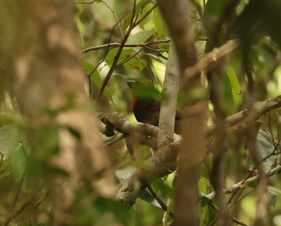 Puerto Rican Bullfinch - ML637985253