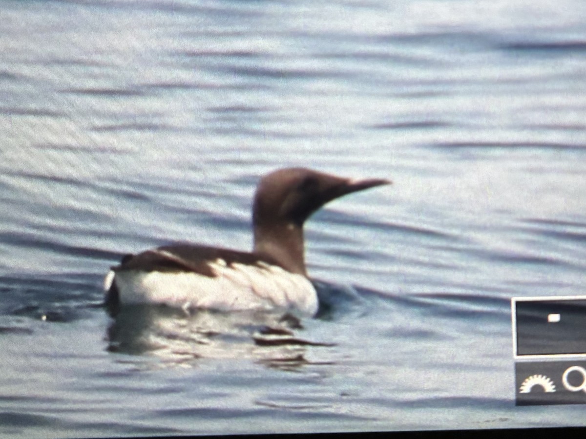 Common Murre - ML637985257