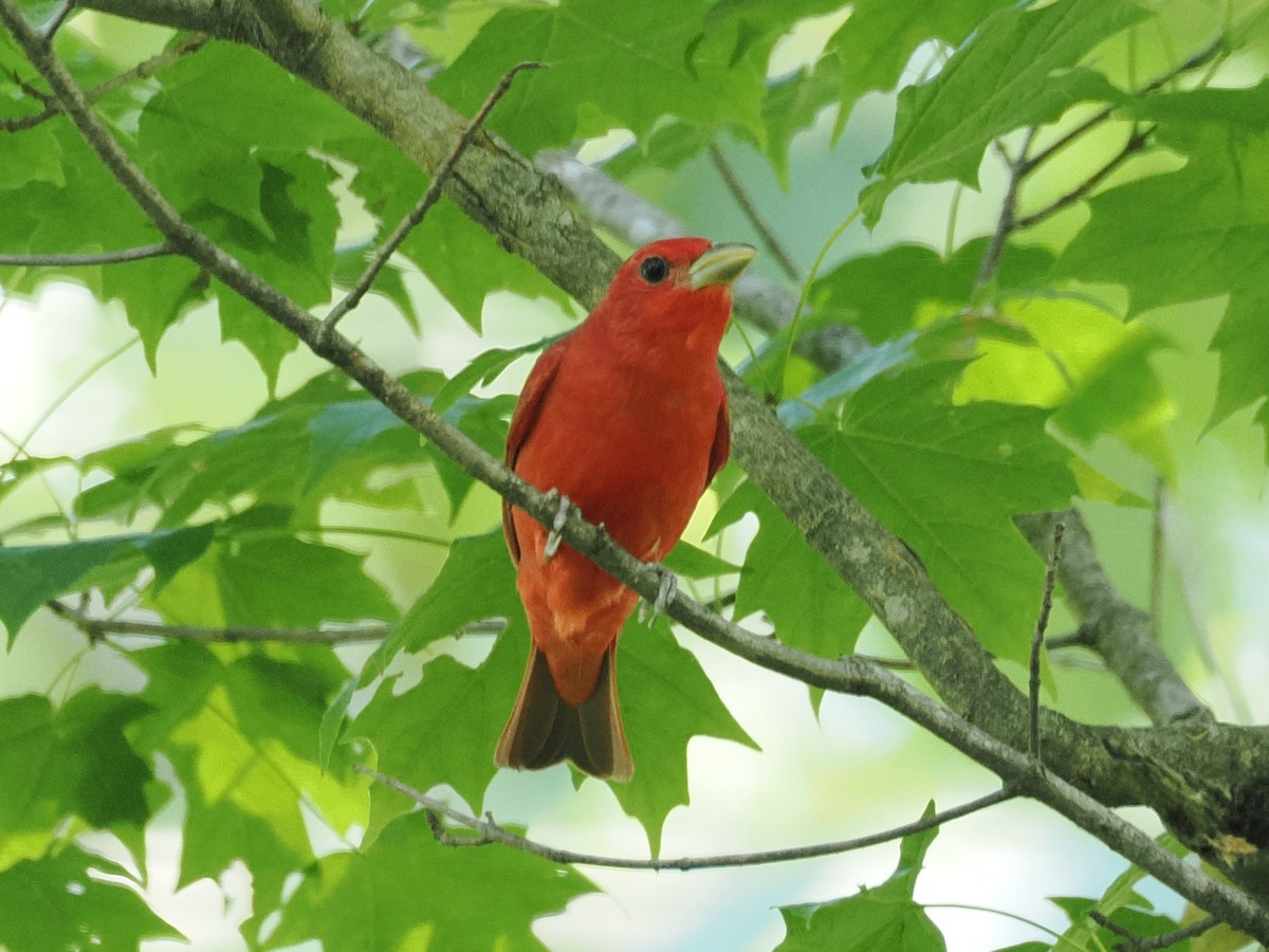 Summer Tanager - ML637985316