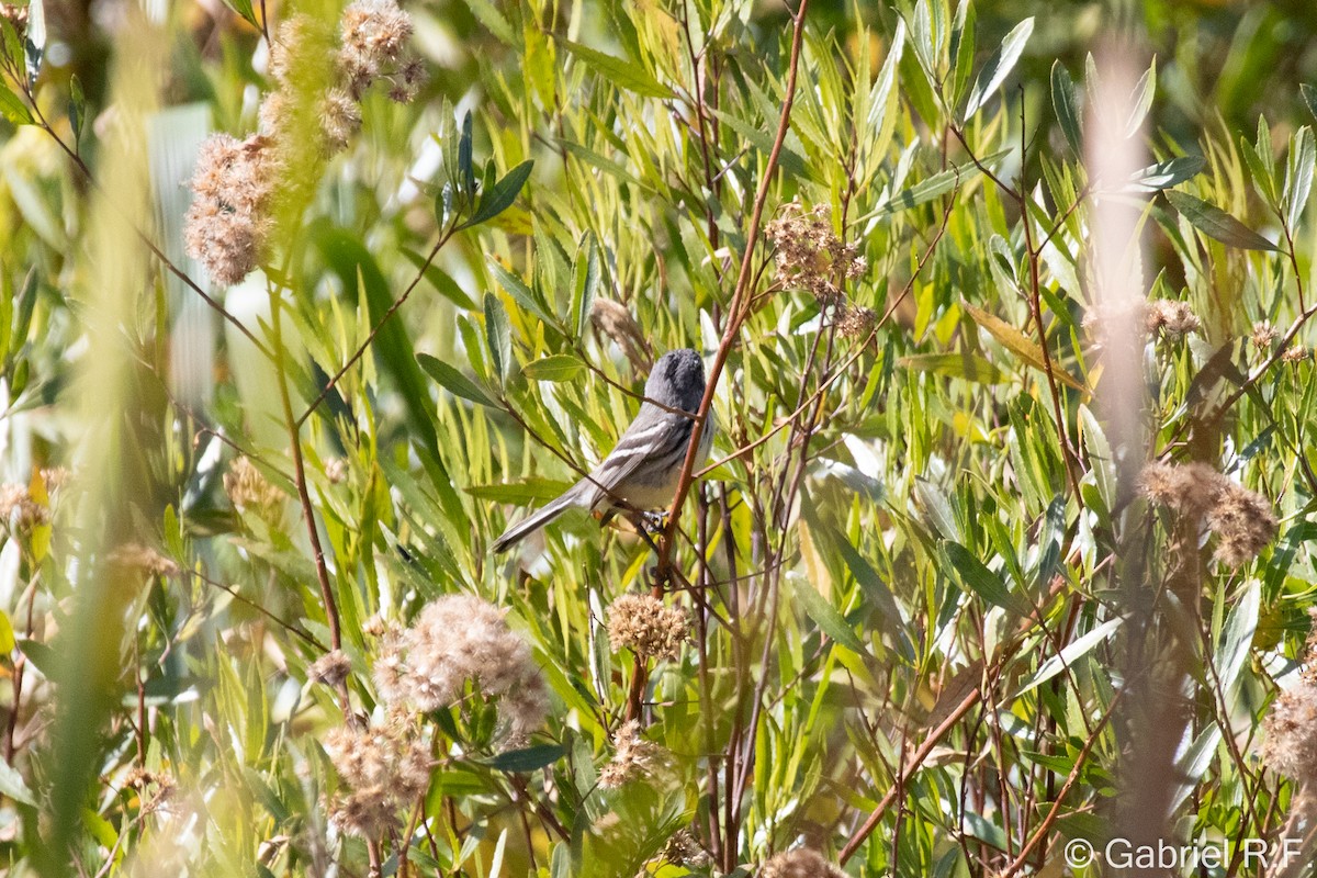Yellow-billed Tit-Tyrant - ML637985333