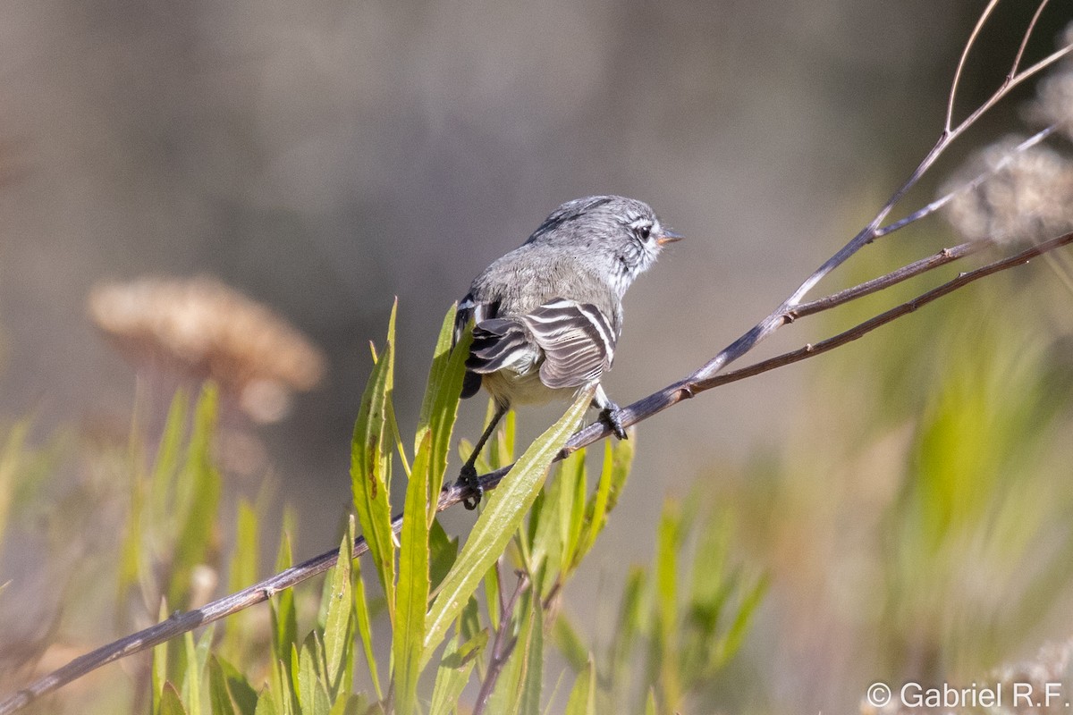 Yellow-billed Tit-Tyrant - ML637985334