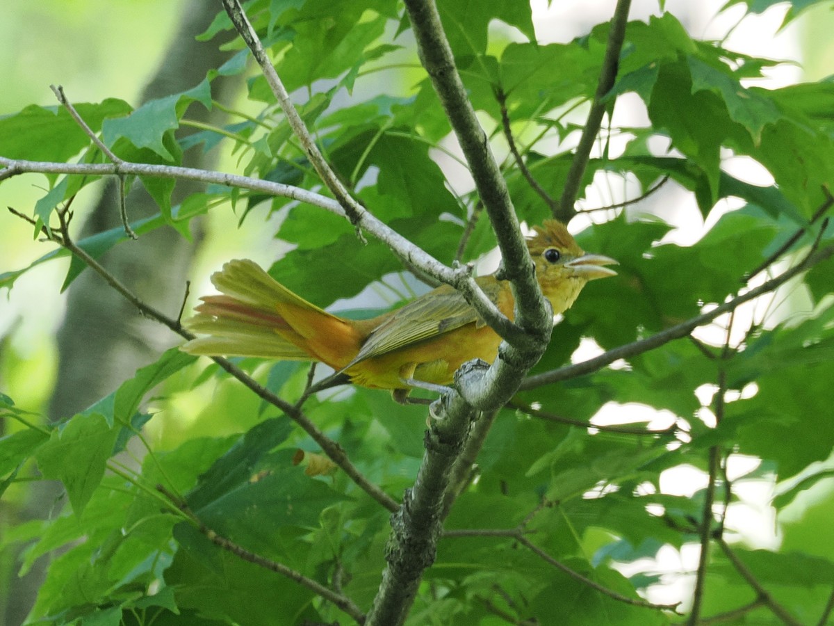 Summer Tanager - ML637985340