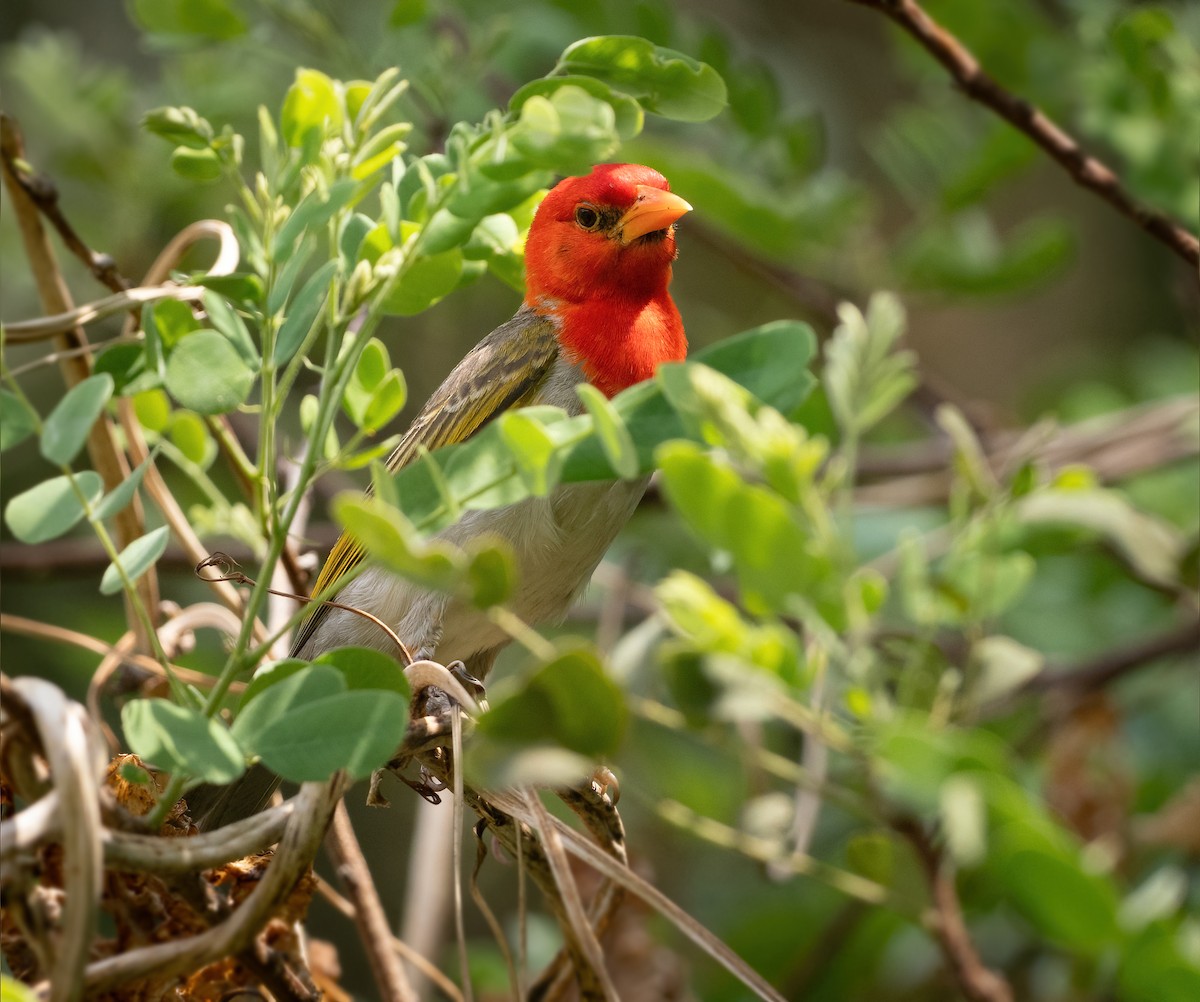 Red-headed Weaver - ML637985346