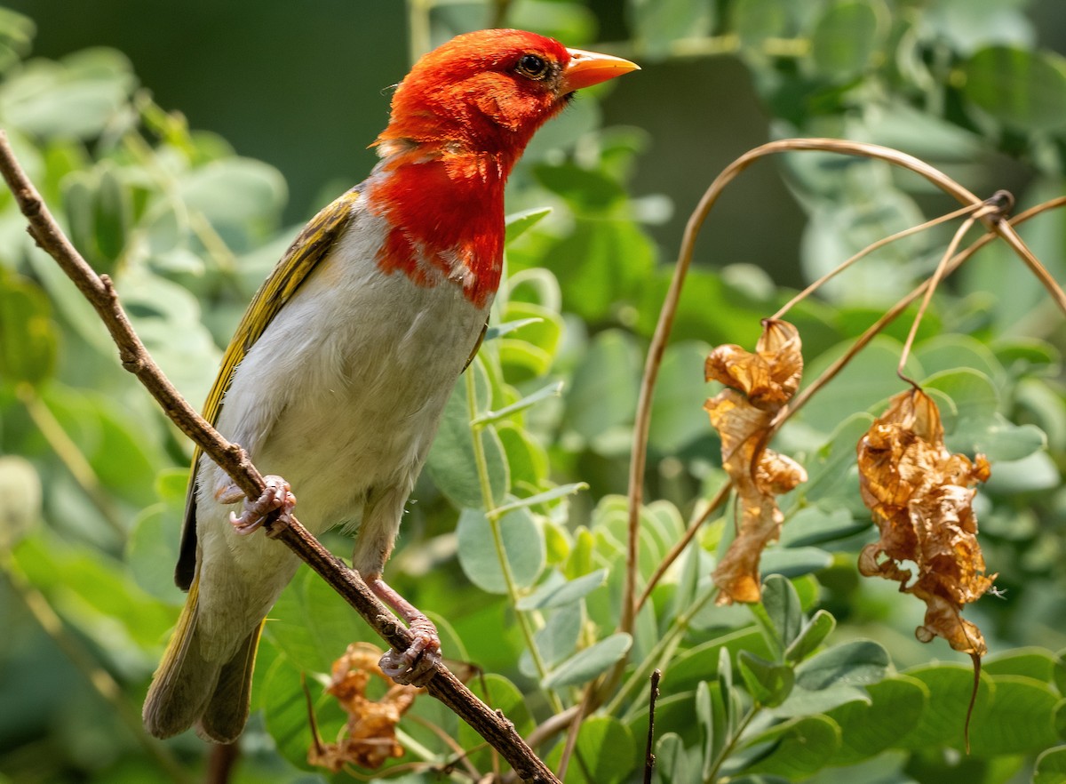 Red-headed Weaver - ML637985354