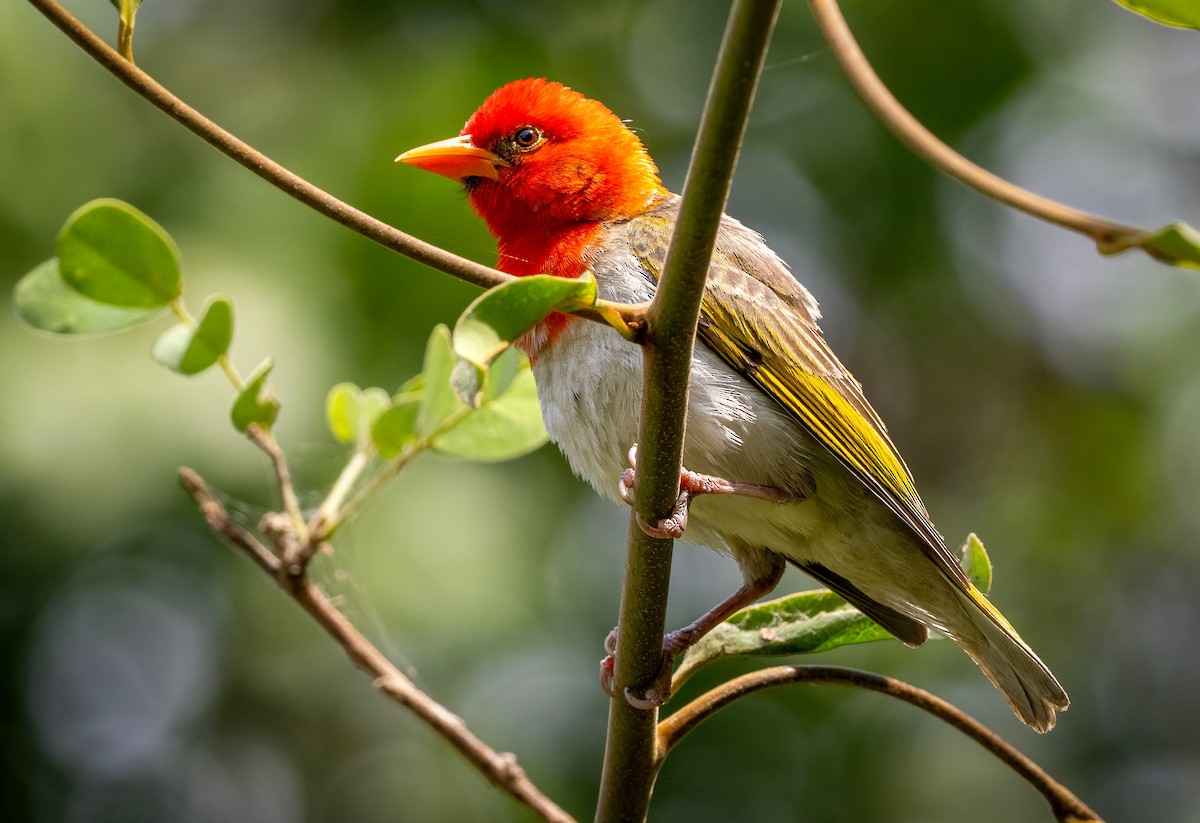 Red-headed Weaver - ML637985356