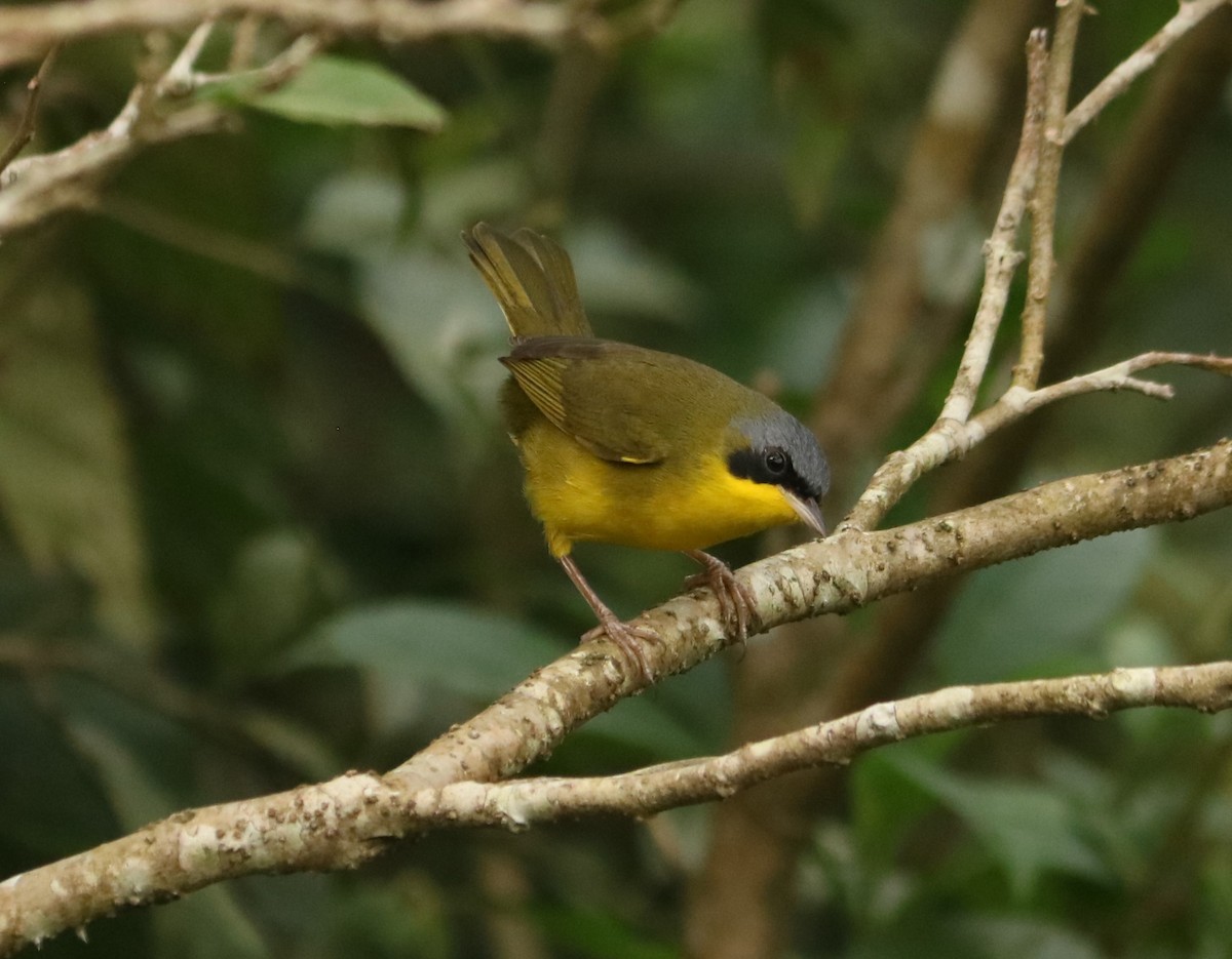 Southern Yellowthroat - ML637985363