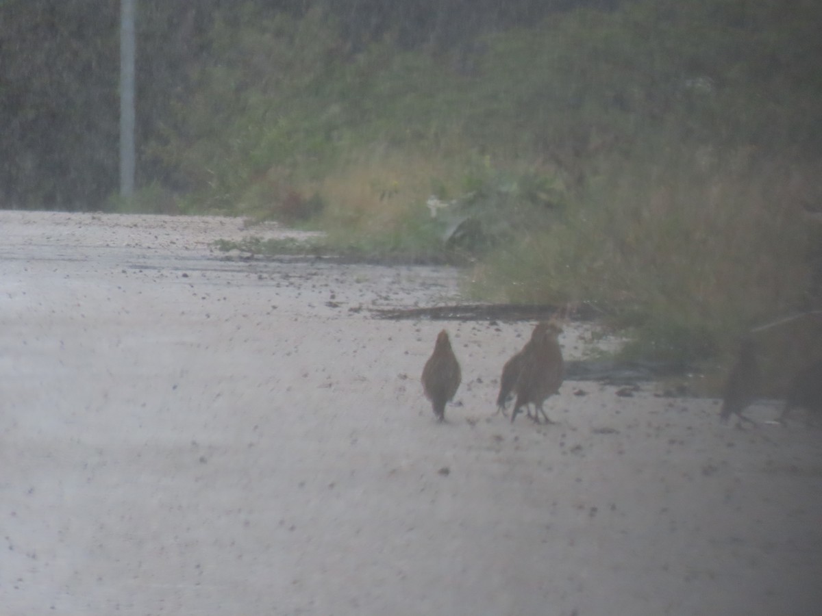 Crested Bobwhite - ML637985369