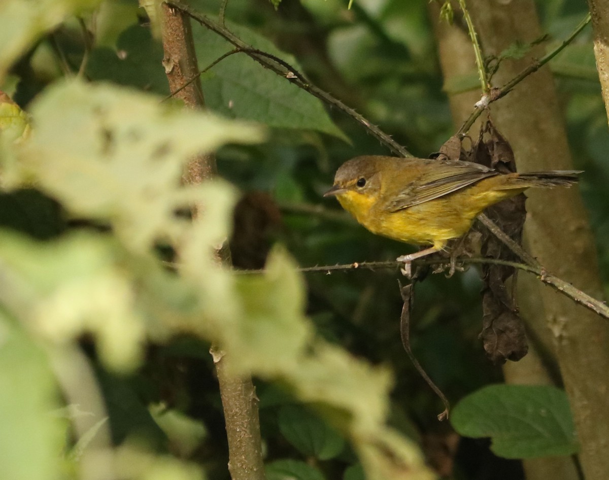 Southern Yellowthroat - ML637985403