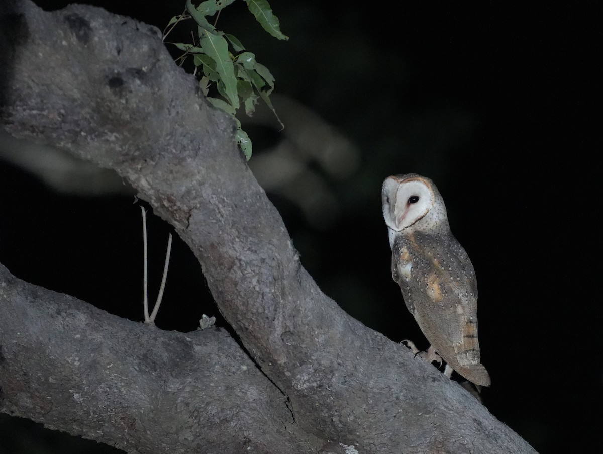 Eastern Barn Owl - ML637985406