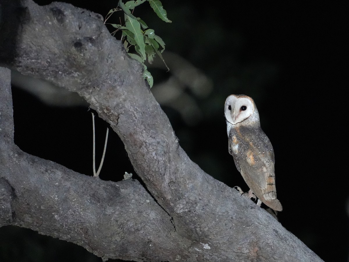 Eastern Barn Owl - ML637985407