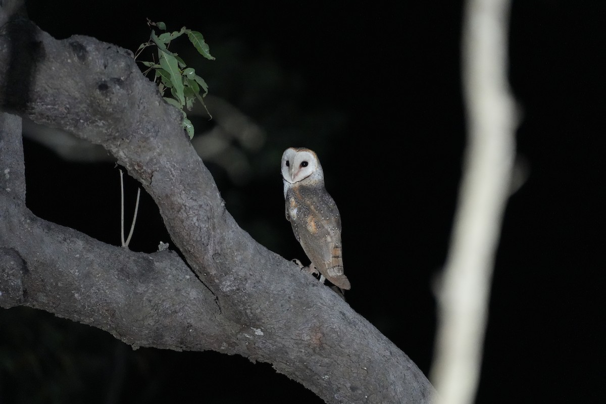 Eastern Barn Owl - ML637985408